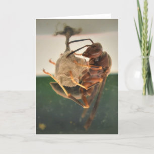 Hornet, card