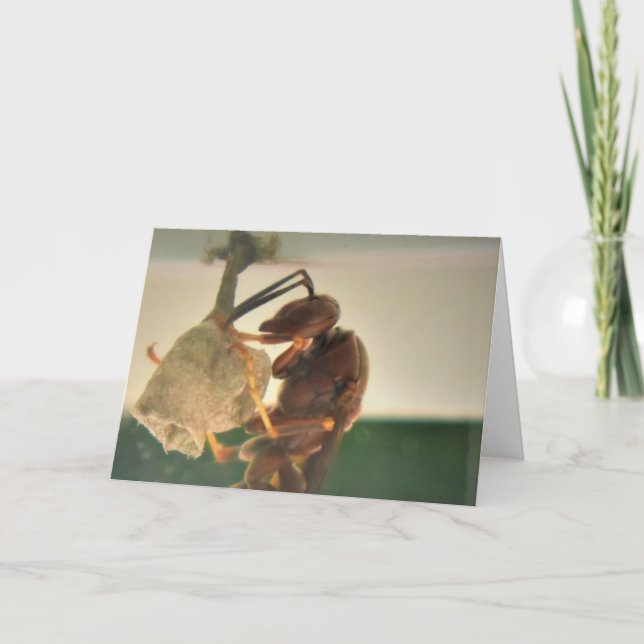 Hornet, card (Front)