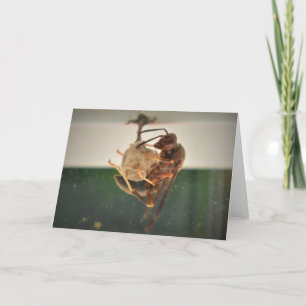 Hornet, card
