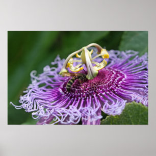 Hornet Feeding Nature Poster