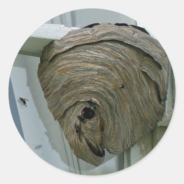 Hornets Nest Classic Round Sticker (Front)