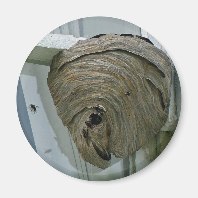 Hornets Nest Magnet (Front)