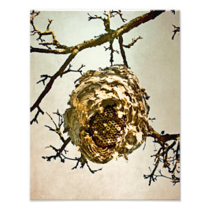 Hornet's Nest Photo Print