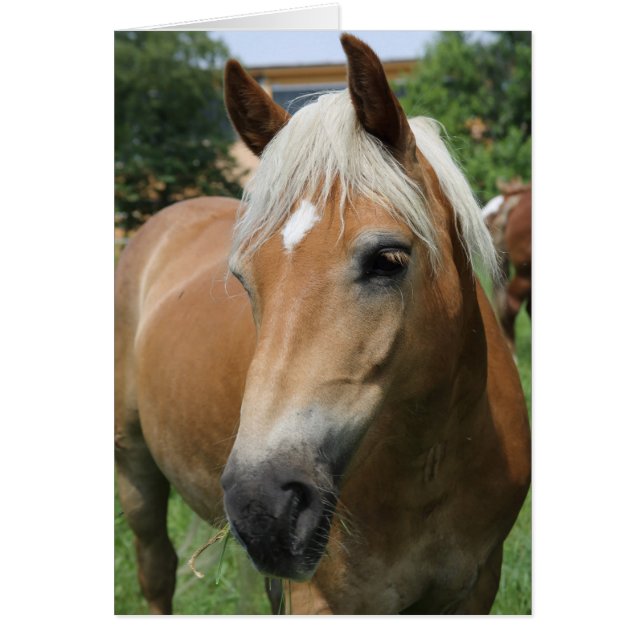 horse (Front)