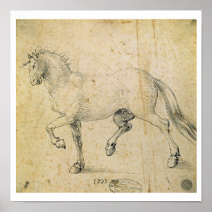 Horse, 1503 (pen and ink on paper) poster