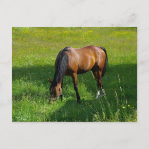 Horse #1 postcard