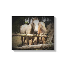 Horse 1 Stretched Canvas Print