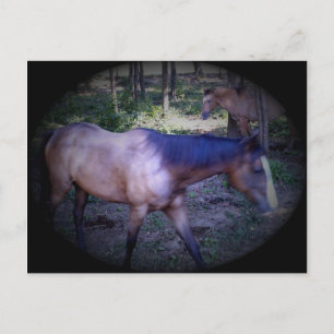 Horse 2 Postcard