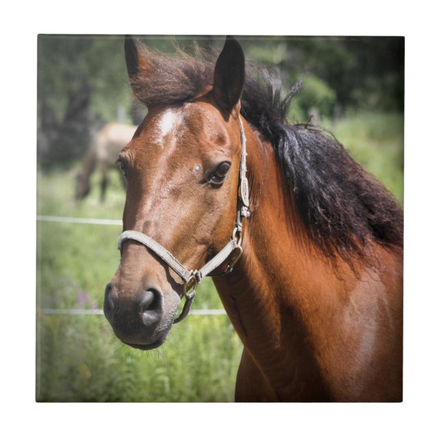 Horse 8674 ceramic tile (Front)