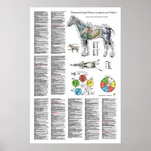 Horse Acupuncture Point Location Poster