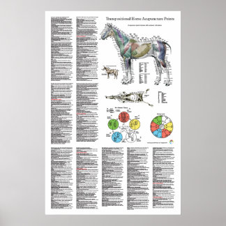 Horse Acupuncture Point Location Poster