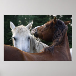 Horse Affection - poster