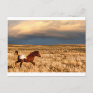 Horse alone postcard