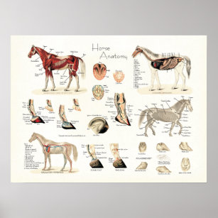 Horse Anatomy Posters & Photo Prints | Zazzle AU