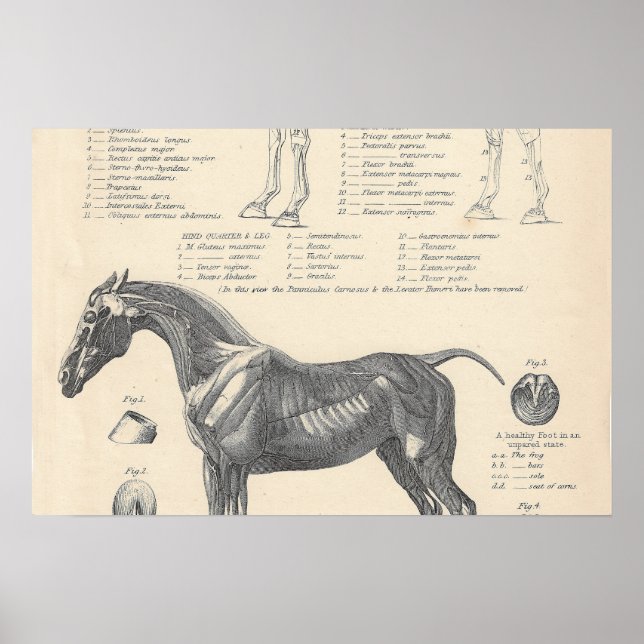 Horse Anatomy Poster (Front)