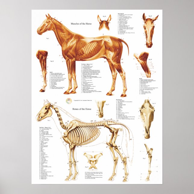Horse Anatomy Poster Muscles and Bones 18 X 24 (Front)