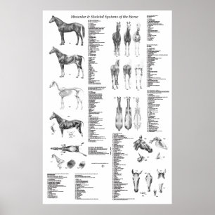 Horse Anatomy Poster Skeletal and Muscular
