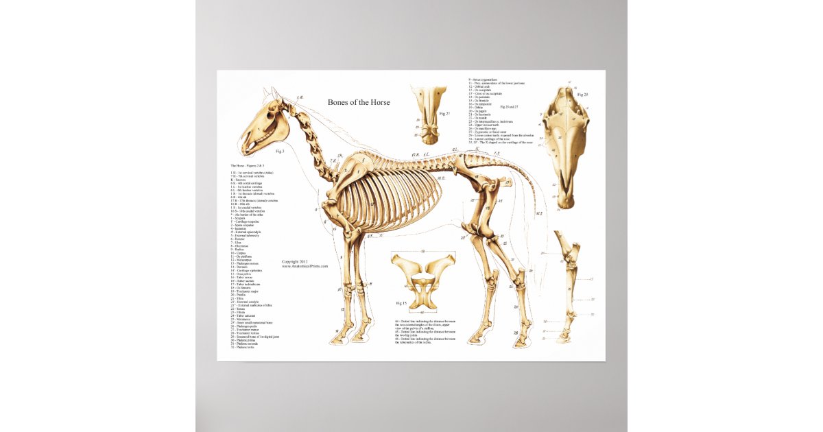 Horse Anatomy Skeleton Poster | Zazzle.com.au