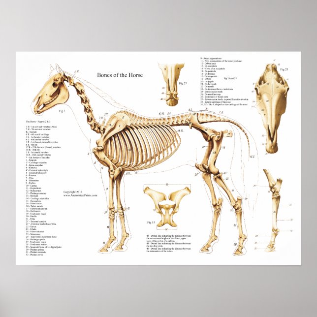 Horse Anatomy Skeleton Poster (Front)