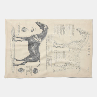 Horse Anatomy Tea Towel