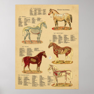 Horse Anatomy Veterinary Chart