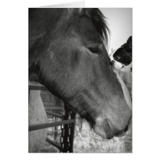 Horse and Boston Terrior