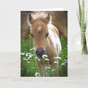 Horse and daisies card
