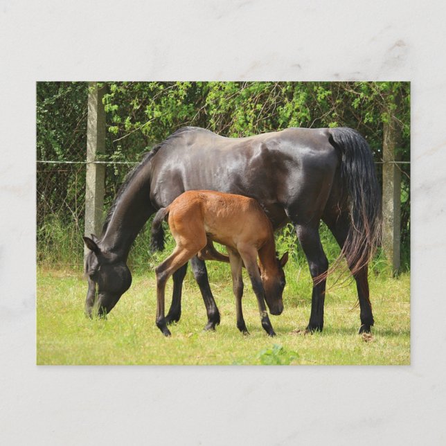 Horse and Foal Postcard (Front)