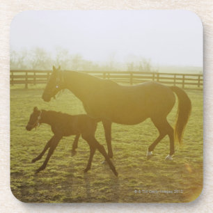 Horse and foal running in pasture coaster