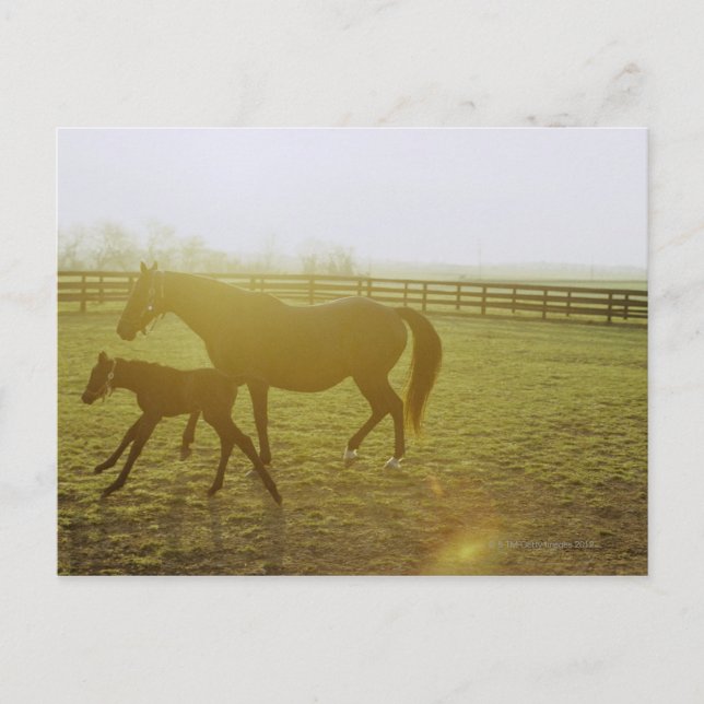 Horse and foal running in pasture postcard (Front)
