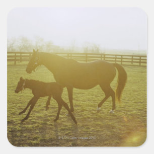 Horse and foal running in pasture square sticker