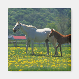Horse and her foal standing in a field magnet