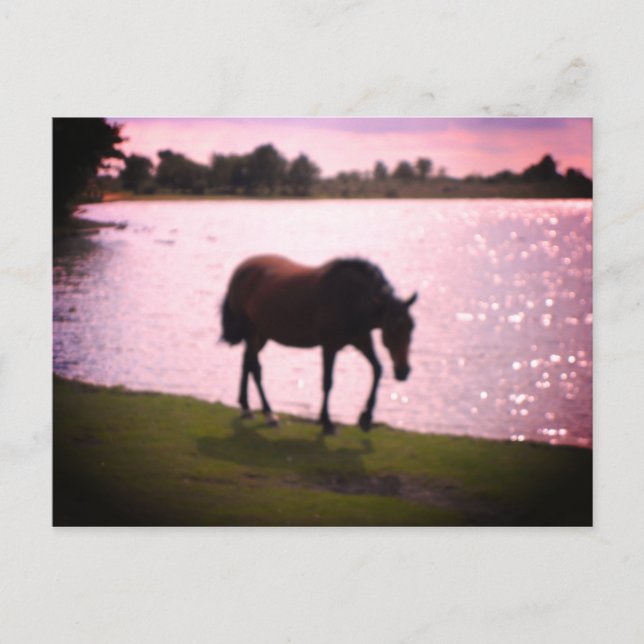 Horse and Lake Postcard (Front)
