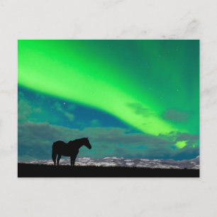 Horse and Northern Lights, Yukon Postcard