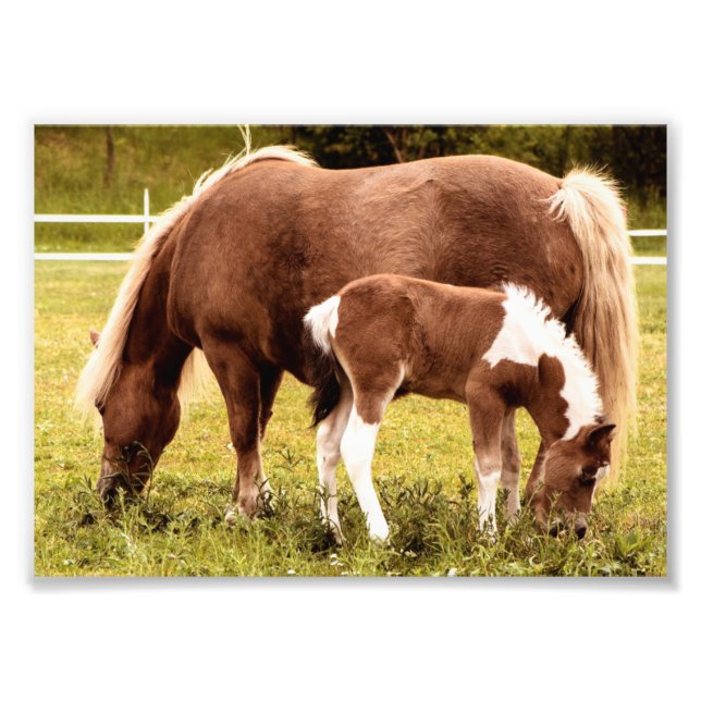 Horse And Pony Photo Print (Front)