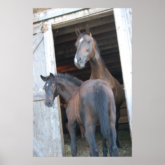 Horse and Pony Poster (Front)