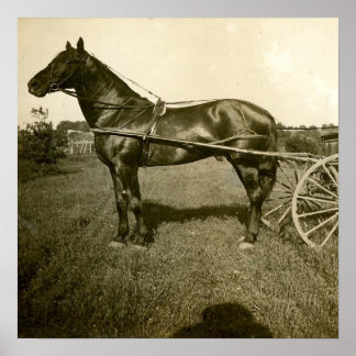 Horse and Shadow Poster