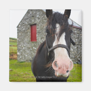Horse and stone barn in rural England Magnet
