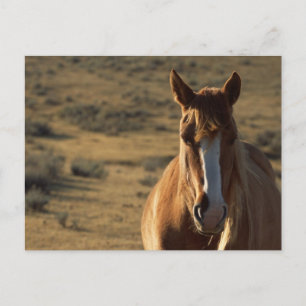 Horse and Western Background Postcard