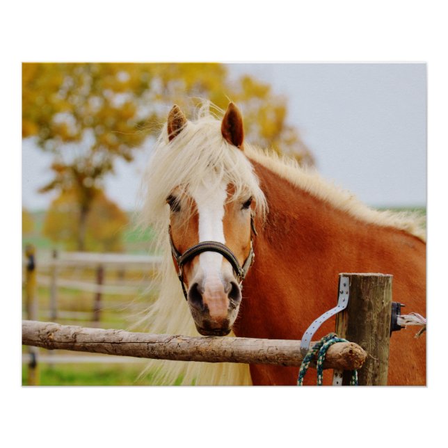 Horse At Gate Poster (Front)