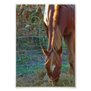 Horse at Sunset Photo Print