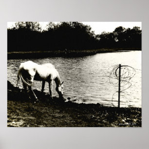 Horse at the Pond Poster