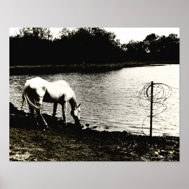 Horse at the Pond Poster (Front)