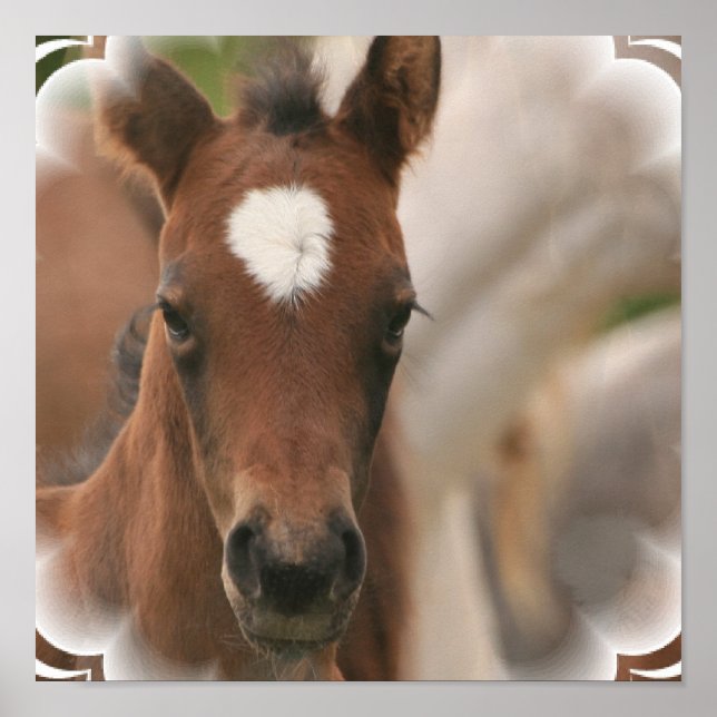 Horse Baby Poster Print (Front)
