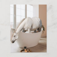 Horse  Bathtub Bathroom art Postcard