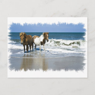 Horse Beach Postcard