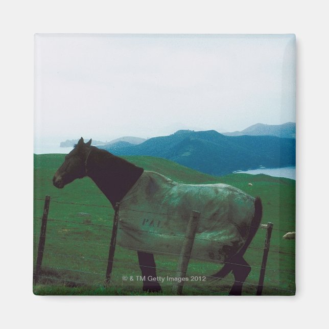 Horse behind fence magnet (Front)