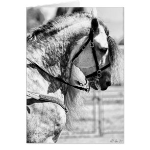 Horse black and white art photograph