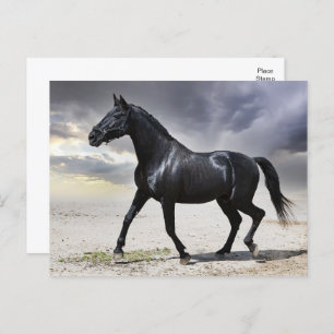 Horse Black Stallion - Hello, Thank You, Love Postcard