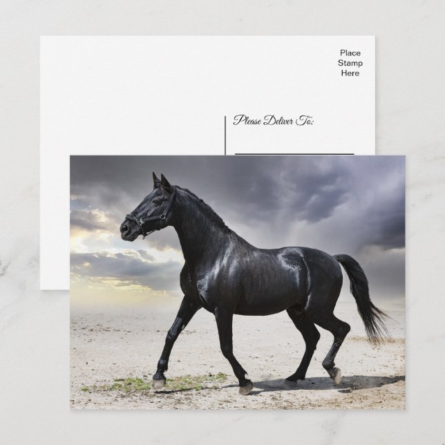 Horse Black Stallion - Hello, Thank You, Love Postcard (Front/Back)